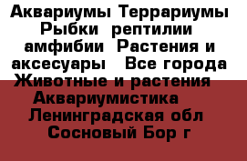 Аквариумы.Террариумы.Рыбки, рептилии, амфибии. Растения и аксесуары - Все города Животные и растения » Аквариумистика   . Ленинградская обл.,Сосновый Бор г.
